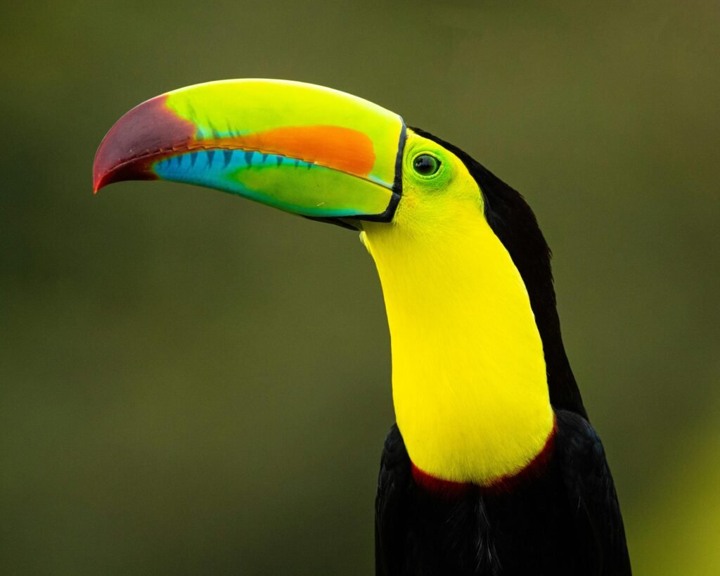 Aventura y adrenalina con Costa Rica HeartBeat Tours